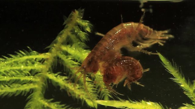 Closeup of a pairing couple of amphipods