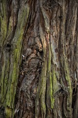 Détail d'arbre à Meillonnas, Ain, France
