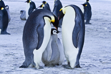 Emperor penguins(aptenodytes forsteri)with Chicks in a colony in the Davis sea,Antarctica