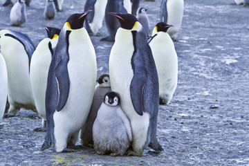 Emperor penguins(aptenodytes forsteri)with Chicks in a colony in the Davis sea,Antarctica