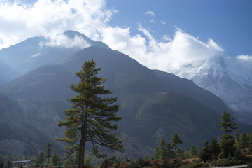 Trees and snowcapped peak at background in the Himalaya mountains, Nepal