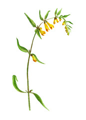 Watercolor cow-wheat flower