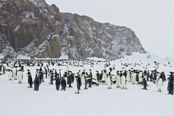 A colony of Emperor penguins(aptenodytes forsteri)with Chicks in the Davis sea,Antarctica