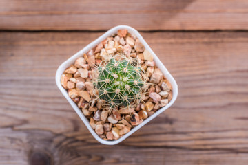 mini cactus