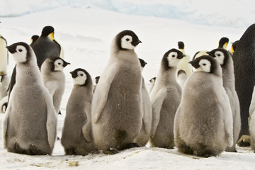 Emperor penguins(aptenodytes forsteri)with Chicks in a colony in the Davis sea,Antarctica