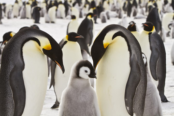 Emperor penguins(aptenodytes forsteri)with Chicks in a colony in the Davis sea,Antarctica