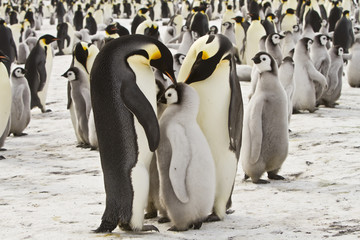 Emperor penguins(aptenodytes forsteri)with Chicks in a colony in the Davis sea,Antarctica