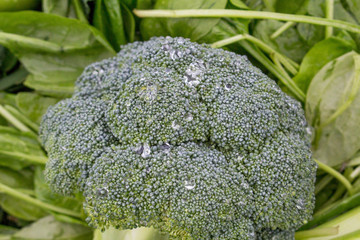 Broccoli 2