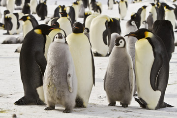 Emperor penguins(aptenodytes forsteri)with Chicks in a colony in the Davis sea,Antarctica