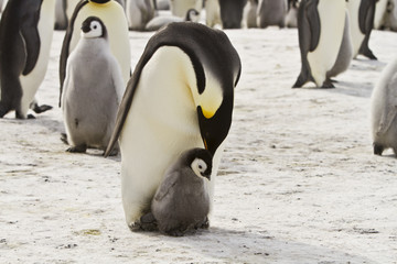 Emperor penguins(aptenodytes forsteri)with Chicks in a colony in the Davis sea,Antarctica