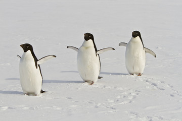 Adélie penguins(Pygoscelis Adeliae)walking on the sea ice in the Davis sea,Antarctica