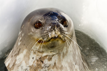 Weddell seal(leptonychotes weddellii)stuck his head out from the hole in the Davis sea,Antarctica