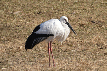 oriental white stork