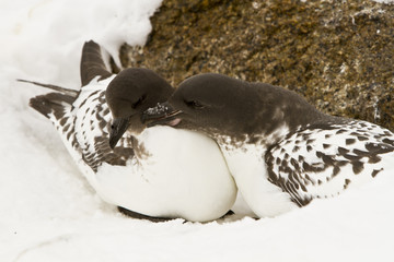 A pair of Cape petrels(daption capense)in spring, during the formation of mating pairs,the Davis sea,Antarctica