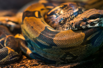 Snake Pythons 
