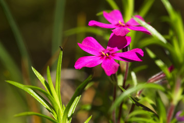 Creeping phlox