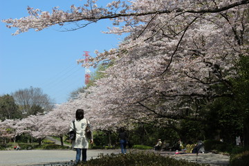 芹ヶ谷公園の桜