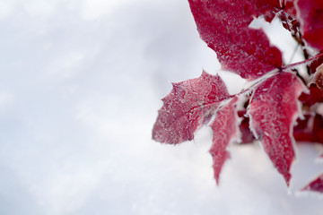 Frosted background with red leaves and fresh snow