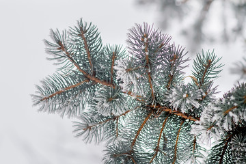 Winter and Christmas Background