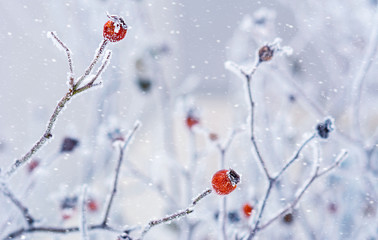 Branches of wild rose hips with red berries covered with hoarfrost in the winter garden. Shallow depth of field