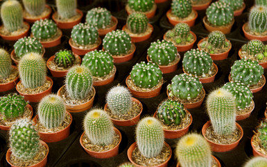 Background and texture of cactus in farm. Green cactus in brown plastic pot.