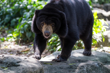 black bear in a zoo