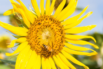sunflower with bee