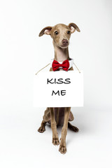 Italian Greyhound Piccolo dog portrait