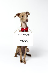 Italian Greyhound Piccolo dog portrait