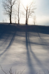 雪原に伸びる冬木立の影