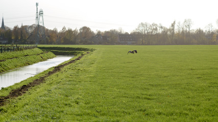 Fototapeta premium Heron next to a little stream in a meadow