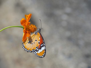 Beautiful butterfly Sucking on sweet and sour flowers and sunshine, blurry background and space for text or symbol with natural beauty conception, cute, gentle, refreshing, warm, summertime
