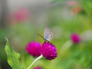 Beautiful butterfly Sucking on sweet and sour flowers and sunshine, blurry background and space for text or symbol with natural beauty conception, cute, gentle, refreshing, warm, summertime