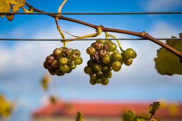Weinblätter im Herbst