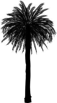 black high single palm tree isolated on white