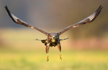 Common buzzard (Buteo buteo)