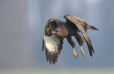 Common buzzard (Buteo buteo)