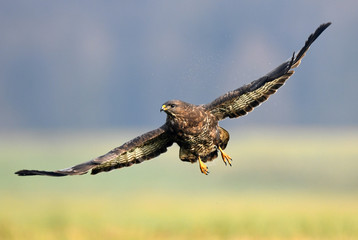 Common buzzard (Buteo buteo)