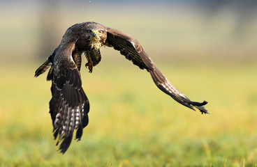 Common buzzard (Buteo buteo)