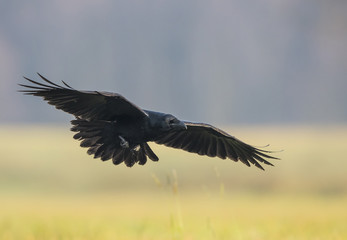 Raven (Corvus corax)