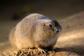 On Guard Prairie Dog