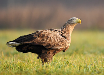 White tailed Eagle (Haliaeetus albicilla)