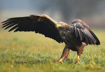 White tailed Eagle (Haliaeetus albicilla)