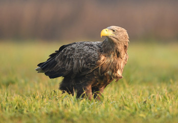 White tailed Eagle (Haliaeetus albicilla)