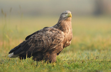 White tailed Eagle (Haliaeetus albicilla)