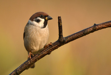 Tree sparrow (Passer montanus)