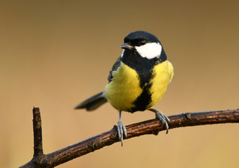Great tit (Parus major)