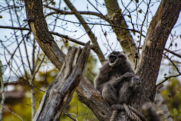 Monkey Sitting in Tree