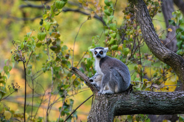 Lemur