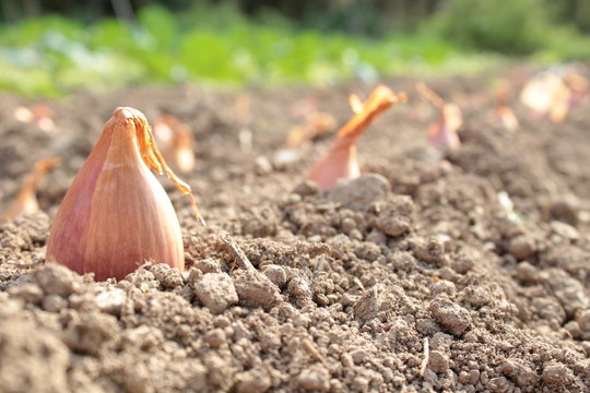 sowing shallots